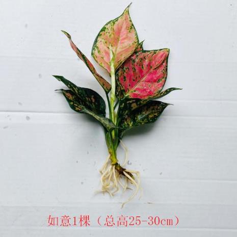 水培吉利红叶为什么发黄