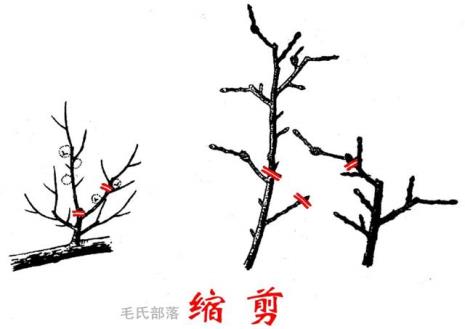 米莱修剪方法