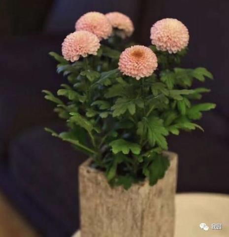 乒乓球菊花怎么结种子