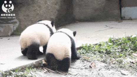 熊猫的颜色和大小