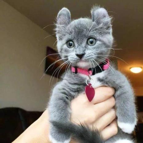 小猫咪名字呆萌又帅气