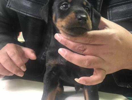 猎梗犬怎么喂