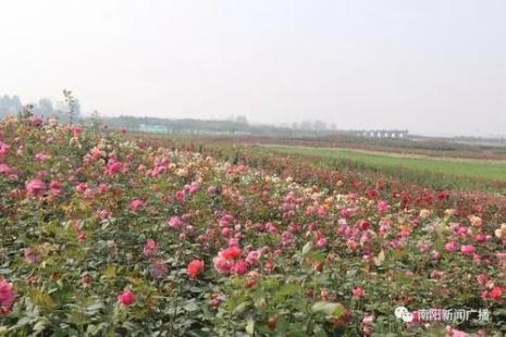 南阳地区哪有花卉基地