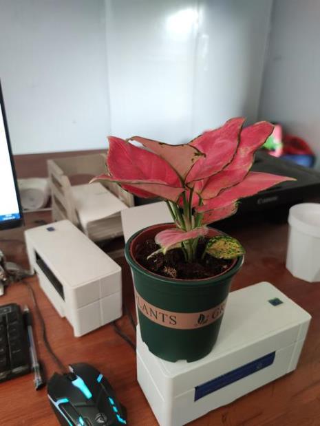 吉利红怎么长侧枝