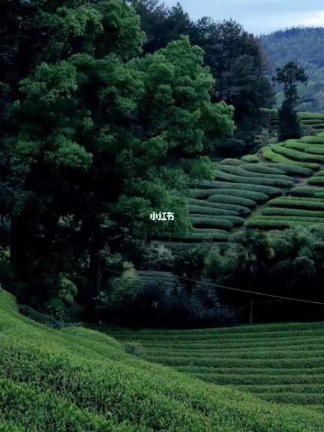 武夷山地标茶叶