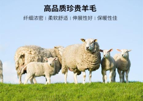全羊毛和精细羊毛的区别是什么