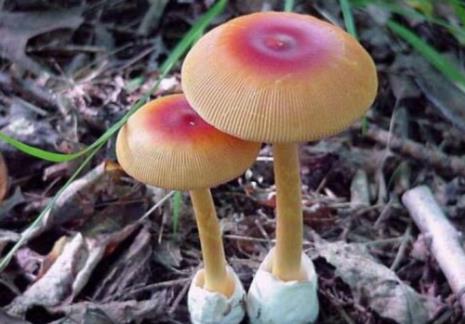 蘑菇的气味是什么样的