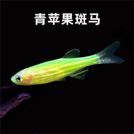 荧光绿斑马鱼后代也会发光吗