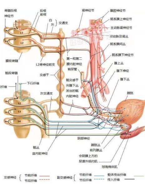 骶神经简称
