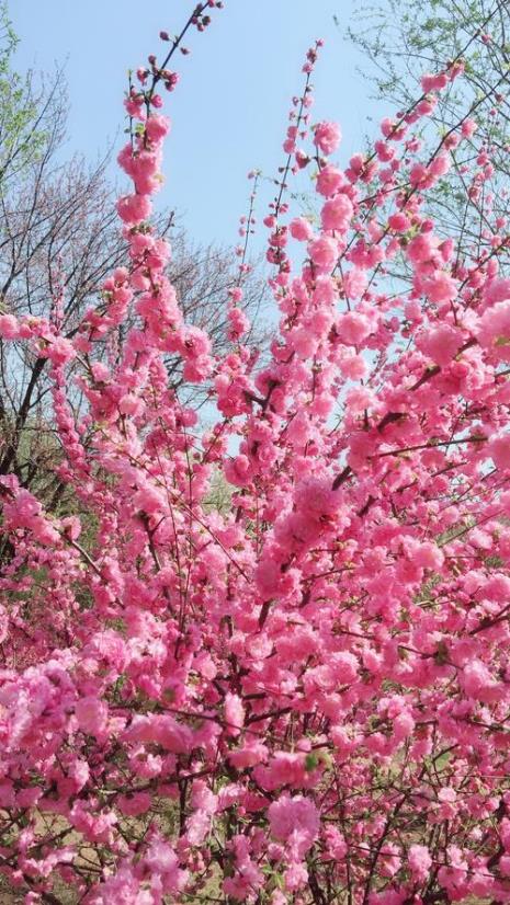 一千朵桃花具体指什么
