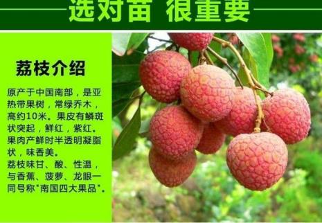 鸡嘴荔枝能抗零下几度冻