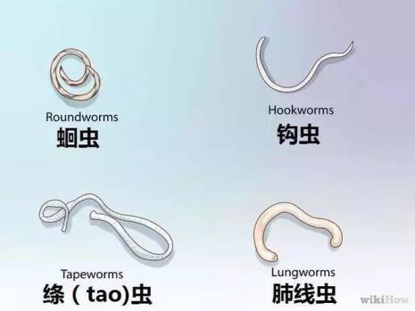 小猫第一次驱虫是内驱还是外驱