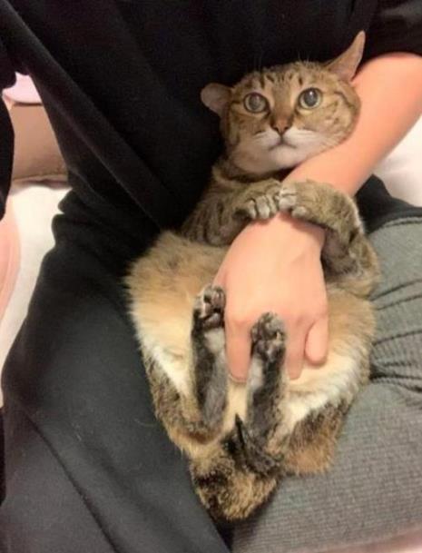 猫咪随便抱说明什么