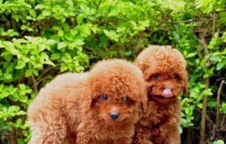 古牧犬一年来几次月经