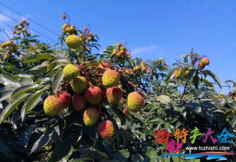 荔枝起源于哪个省份