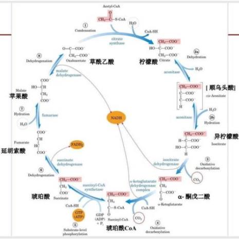 三羧酸的起始反应是