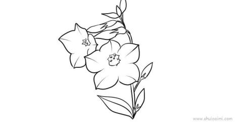 宝巾花怎么画简笔