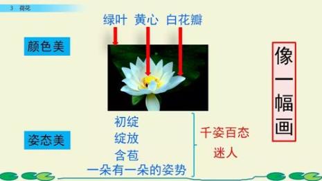 荷花这篇课文怎么像一幅活的画