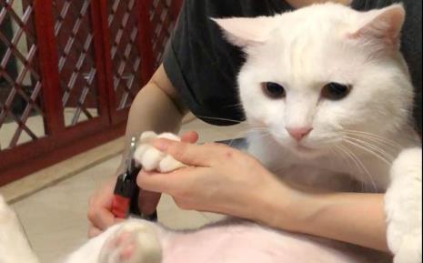 猫咪为什么不能剪指甲