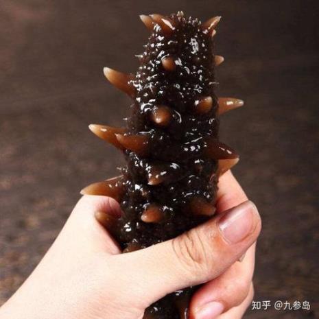 怎么挑选海参