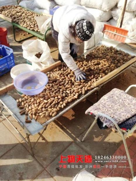市场卖的菩提果是真的吗