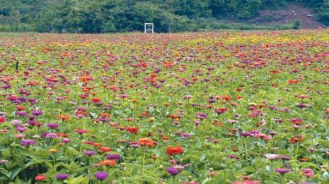 漫花庄园和百花谷哪个好玩