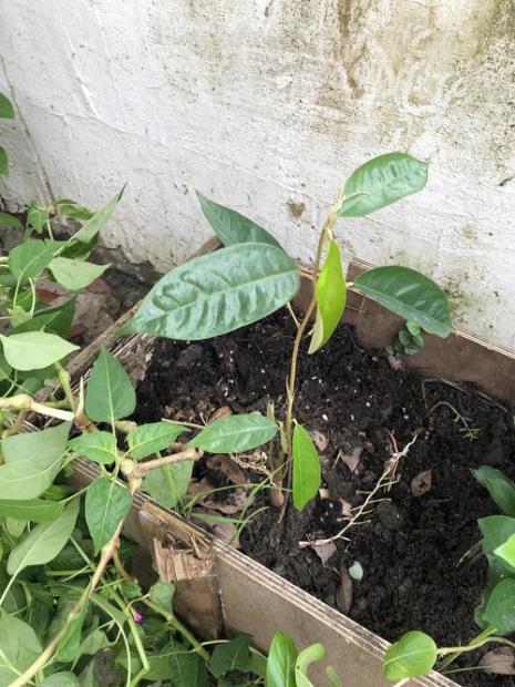 菠萝蜜是菠萝和榴莲嫁接的吗