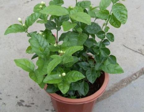 香水茉莉北方家庭养殖方法