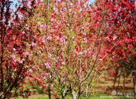 桃李花语