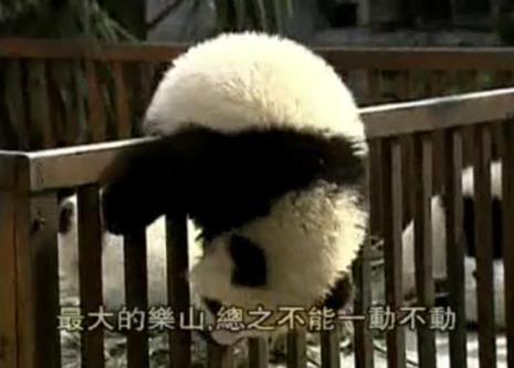 保护熊猫的老电影