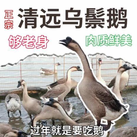 半年的鹅有几斤