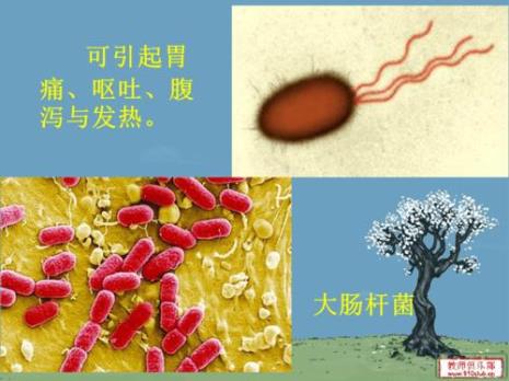什么是阿米巴式单细胞