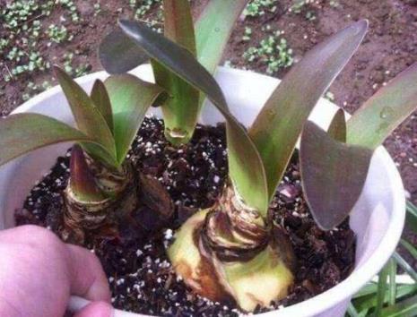 百子莲可以养几年