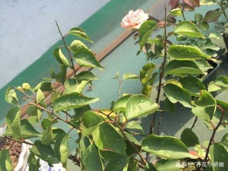 梅花开花时如何浇水