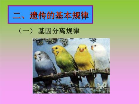 遗传定律的核心