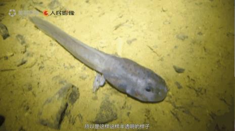 什么鱼喜欢吃蝌蚪
