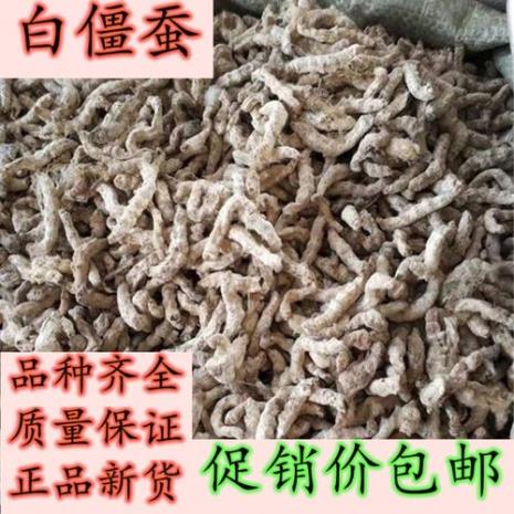彩色蚕和白蚕区别