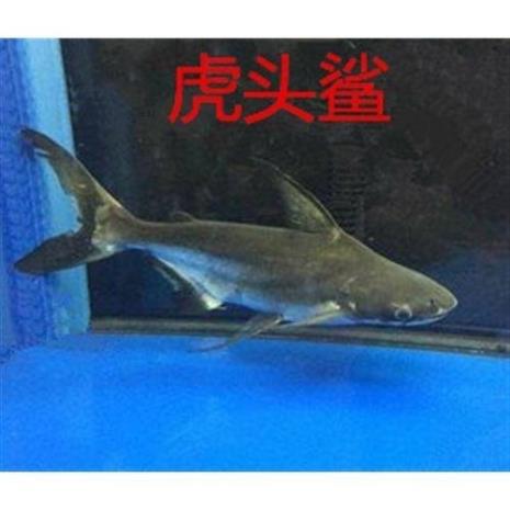 十大冷水凶猛观赏鱼