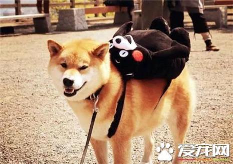 养了十多年的狗狗走路都不行了