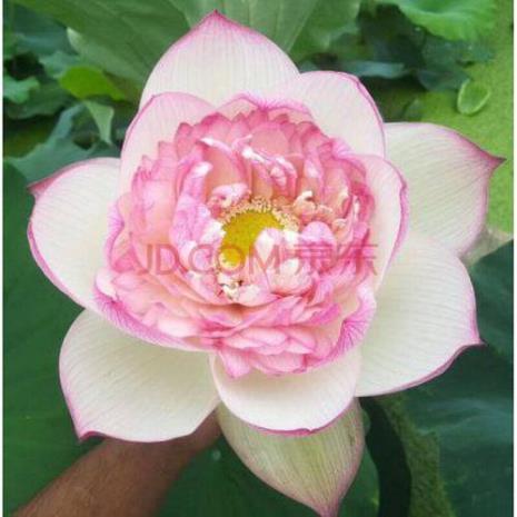 莲花和莲藕有什么区别