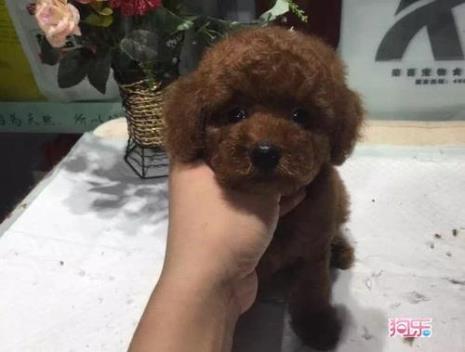 泰迪活15岁是多少年