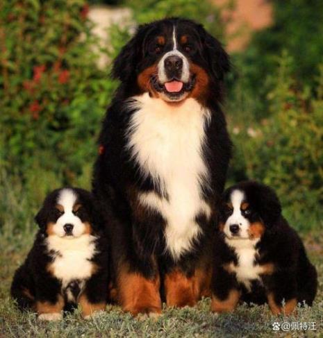 成都允许养的大型犬