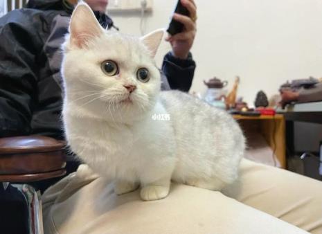 银渐层都是小短腿吗