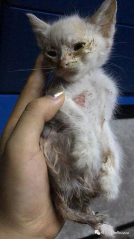 猫吃了老鼠药怎么解