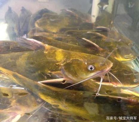 一道鳞的鱼叫什么鱼好吃吗