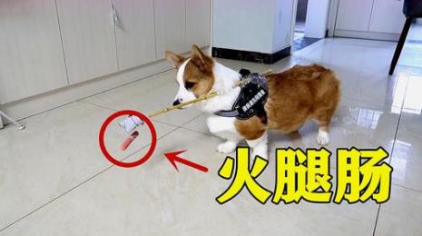 一个月的小狗能吃点火腿肠么