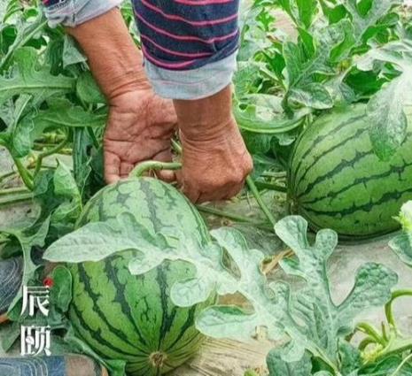 西瓜的生长环境描写