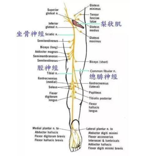 什么是坐骨神经