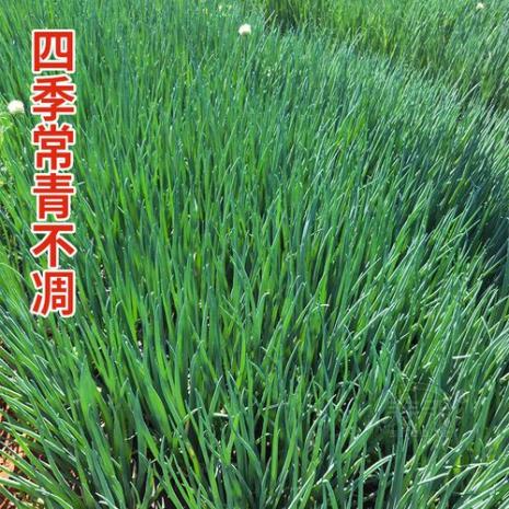 香葱头和四季小香葱有什么区别