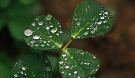 雷雨过后哪些植物在干什么